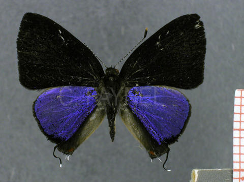 Calycopis atnius (mâle, recto)