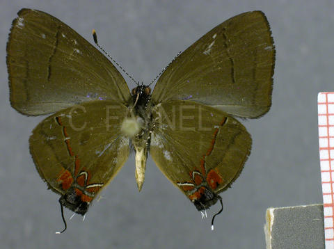 Calycopis atnius (mâle, verso)