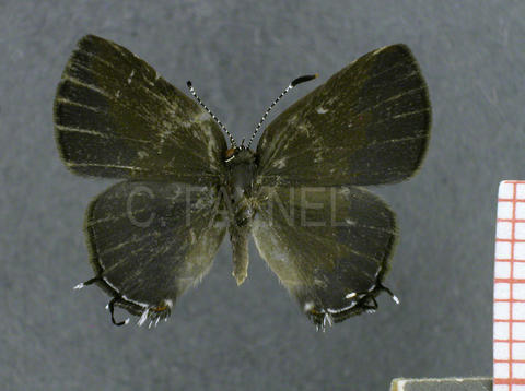 Calycopis bellera (femelle, recto)