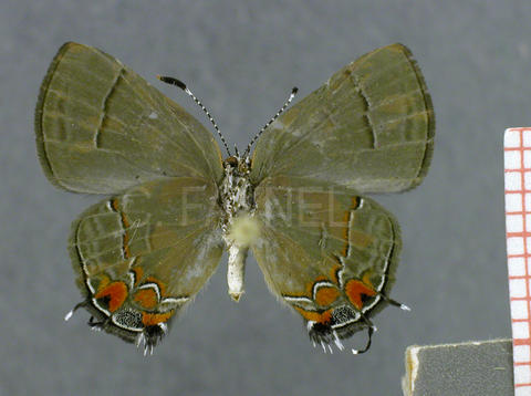 Calycopis bellera (femelle, verso)