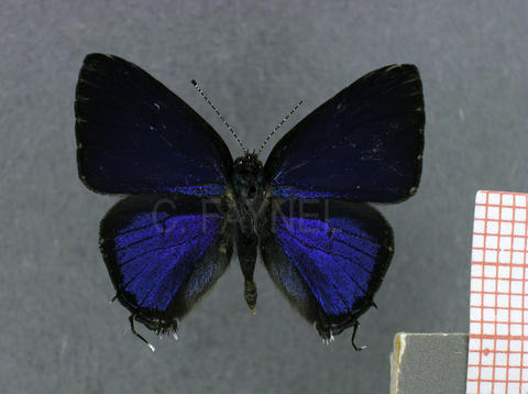 Calycopis bellera (mâle, recto)