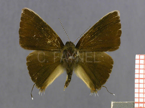 Calycopis buphonia (mâle, recto)