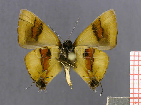 Calycopis buphonia (mâle, verso)