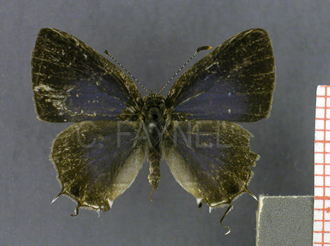 Calycopis caesaries (mâle, recto)