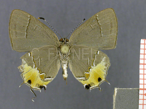 Calycopis caesaries (mâle, verso)