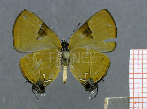 Calycopis calus (femelle, verso)