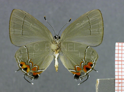 Calycopis cerata (mâle, verso)