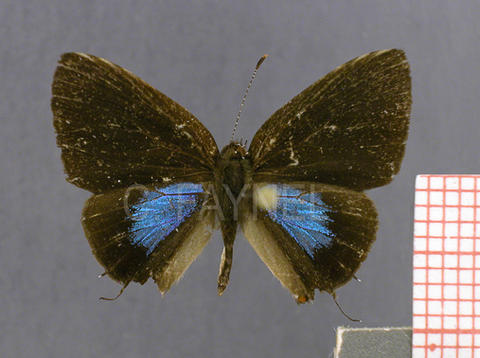 Calycopis cos (mâle, recto)