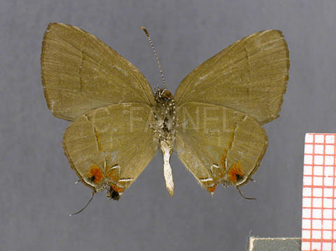 Calycopis cos (mâle, verso)