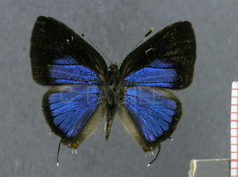 Calycopis mimas (mâle, recto)