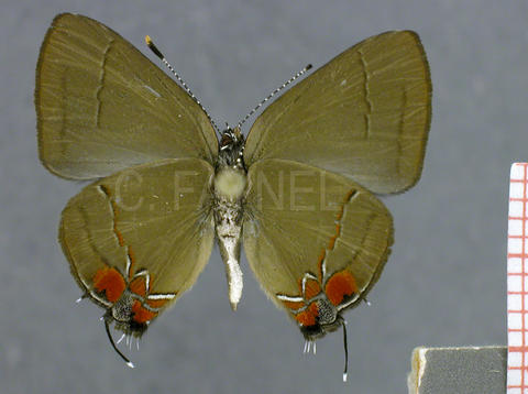 Calycopis mimas (mâle, verso)