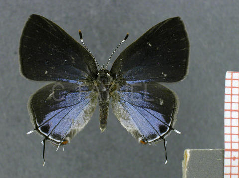 Calycopis origo (femelle, recto)