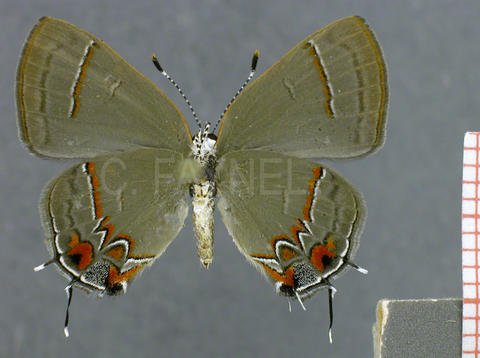 Calycopis origo (femelle, verso)