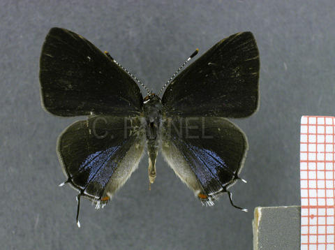 Calycopis origo (mâle, recto)
