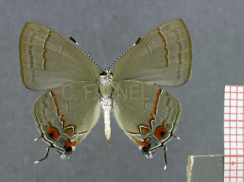 Calycopis origo (mâle, verso)