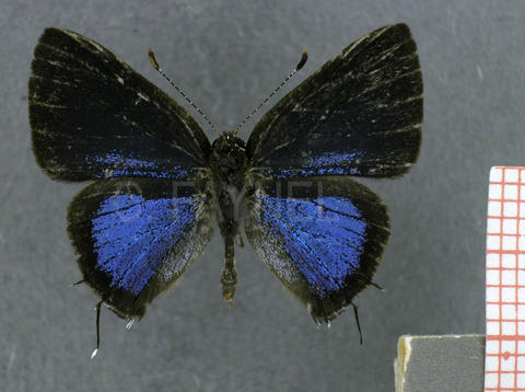 Calycopis torqueor (mâle, recto)