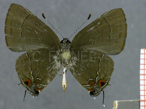 Calycopis torqueor (mâle, verso)