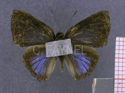 Calycopis wolfii (mâle, recto)