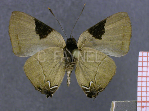 Calycopis wolfii (mâle, verso)
