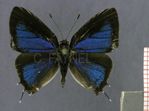 Camissecla vesper (mâle, recto)