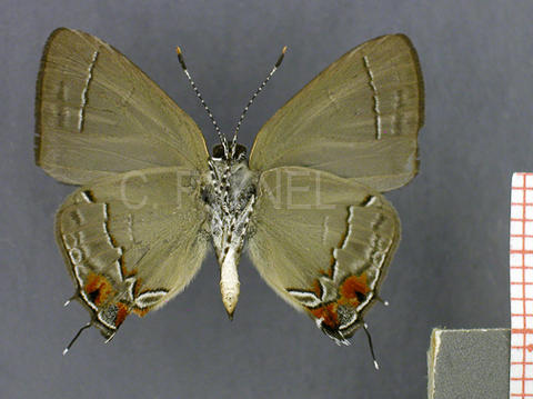 Camissecla vesper (mâle, verso)