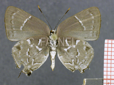 Celmia anastomosis (mâle, verso)