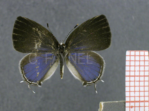 Celmia celmus (mâle, recto)