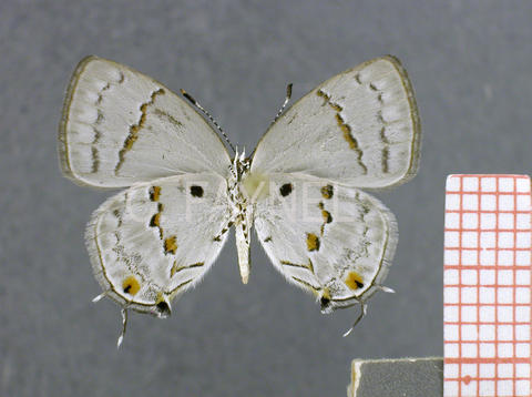 Celmia celmus (mâle, verso)