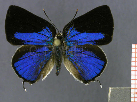 Celmia color (mâle, recto)