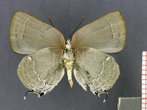 Celmia color (mâle, verso)