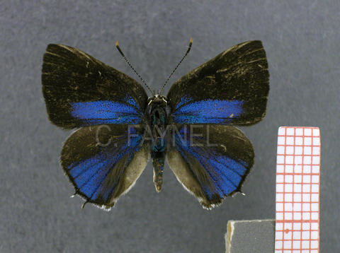 Celmia conoveria (mâle, recto)