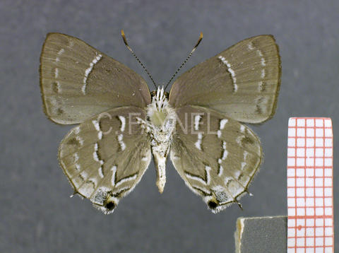 Celmia conoveria (mâle, verso)