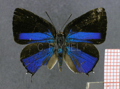 Celmia mecrida (mâle, recto)