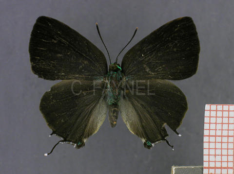 Chalybs janias (femelle, recto)