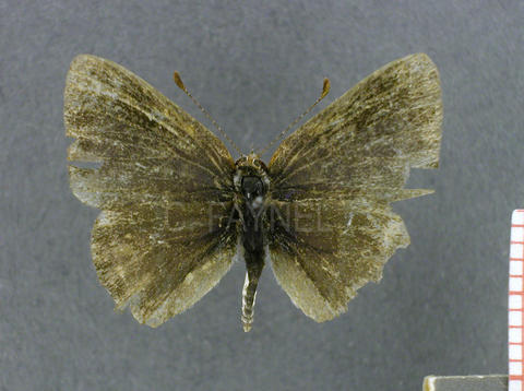 Chlorostrymon simaethis (femelle, recto)