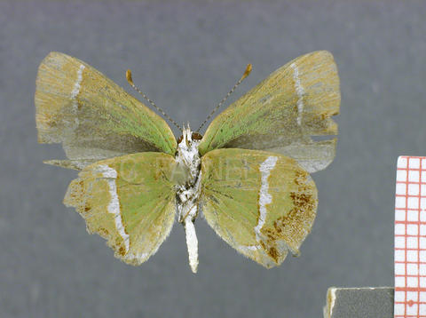 Chlorostrymon simaethis (femelle, verso)
