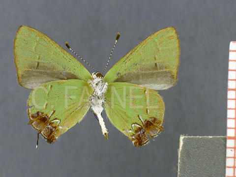 Chlorostrymon telea (mâle, verso)