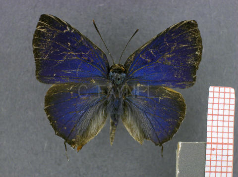 Cyanophrys amyntor (mâle, recto)