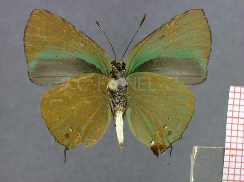 Cyanophrys amyntor (mâle, verso)