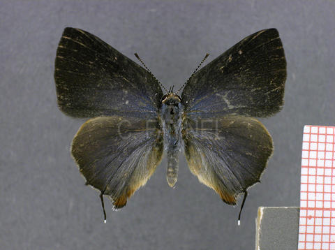 Cyanophrys herodotus (femelle, recto)