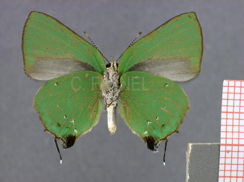 Cyanophrys herodotus (femelle, verso)