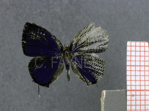 Dicya carnica (mâle, recto)