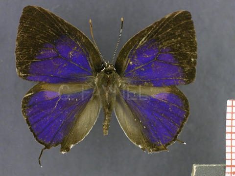 Enos myrtea (mâle, recto)