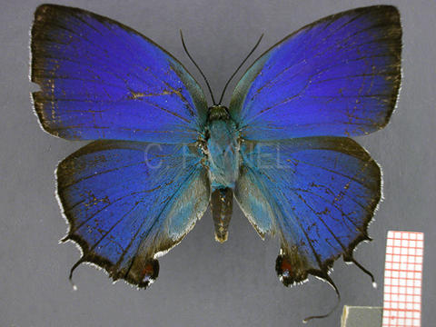 Evenus batesii (mâle, recto)