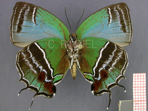 Evenus gabriela (femelle, verso)