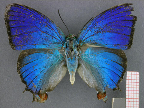 Evenus regalis (mâle, recto)