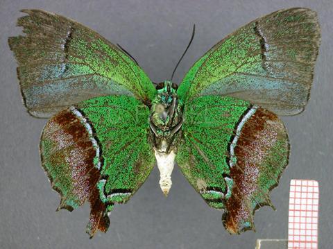 Evenus regalis (mâle, verso)
