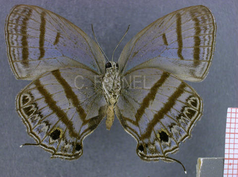 Evenus satyroides (mâle, verso)