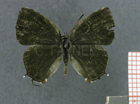 Gargina caninius (femelle, recto)