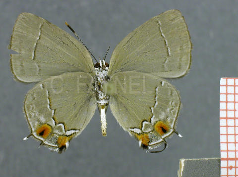Gargina caninius (femelle, verso)